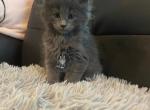 Sapphire - Maine Coon Cat For Sale - Trenton, MO, US