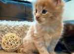 Felix - Maine Coon Cat For Sale - Trenton, MO, US