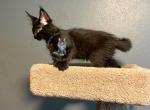 Raven - Maine Coon Cat For Sale - Trenton, MO, US