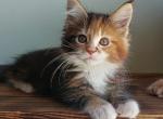 Flo - Maine Coon Cat For Sale - Miami, FL, US