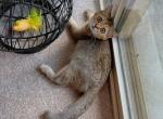 Luna - British Shorthair Cat For Sale - Fairfax, VA, US