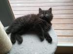 Aria - Siberian Cat For Sale - Clintwood, VA, US