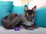 Botein - Maine Coon Cat For Sale - Hollywood, FL, US