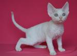 Fujiyama - Devon Rex Cat For Sale - Norwalk, CT, US