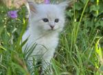 Siberian Kitten Ava - Siberian Cat For Sale - Rosenberg, TX, US