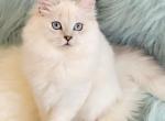 Jennifer of Diamond Island - British Shorthair Cat For Sale - Brooklyn, NY, US