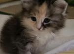 Yoya - Siberian Cat For Sale - New York, NY, US