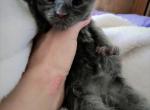 Blue - Maine Coon Cat For Sale - Waukesha, WI, US