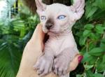 Elf Boy 1 - Sphynx Cat For Sale - Lockport, IL, US