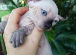 Elf Boy 2 - Sphynx Cat For Sale - Lockport, IL, US