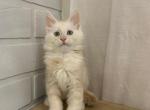 Amun - Maine Coon Cat For Sale - NY, US