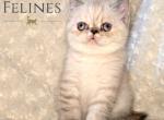 Claudia Reserved - Exotic Cat For Sale - Ottawa, KS, US