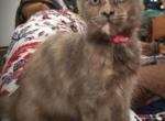 Hazel - Maine Coon Cat For Sale - Crestview, FL, US