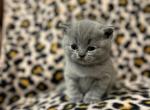 British kittens - British Shorthair Kitten For Sale - Thornton, CO, US