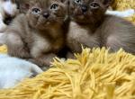 SOLD Sept 22 Sable Burmese Kittens - Burmese Cat For Sale - Dallas, TX, US