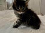 Alan - Maine Coon Cat For Sale - Jacksonville, FL, US