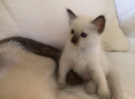 Merlin x Lady Vivien - Siamese Cat For Sale - Queenstown, MD, US