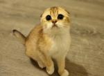 Essie - Scottish Fold Cat For Sale - Levittown, PA, US