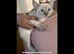 Bengal Siamese - Siamese Cat For Sale - Worcester, MA, US