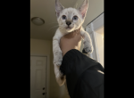 Siamese bengal - Siamese Cat For Sale - Worcester, MA, US