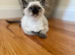 ragdolls - Ragdoll Cat For Sale - Boston, MA, US