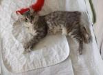 Bay of Triton and Tippy - Highlander Cat For Sale - Virginia Beach, VA, US