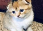 Tri color Calico - Scottish Fold Cat For Sale - WI, US