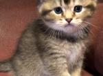 Tabby Color Points  Tilly - Scottish Fold Cat For Sale - WI, US