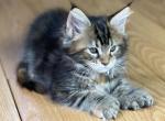 Tortie Polydactyl Female - Maine Coon Cat For Sale - OH, US