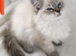 Bella - Siberian Cat For Sale - North Port, FL, US