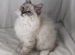 JimJum - Siberian Cat For Sale - North Port, FL, US