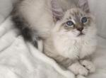 Fitz - Siberian Cat For Sale - North Port, FL, US