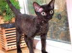 Shadow - Devon Rex Cat For Sale - Brooklyn, NY, US