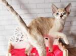 Molly - Devon Rex Cat For Sale - Brooklyn, NY, US