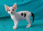 Moo - Devon Rex Cat For Sale - Brooklyn, NY, US