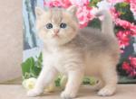 Fanta - British Shorthair Cat For Sale - Hollywood, FL, US