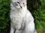 Amazing silver boy - Maine Coon Cat For Sale - Bridgewater Township, NJ, US