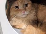 Chuckie - Scottish Fold Cat For Sale - Joplin, MO, US