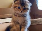 Lilly - Scottish Fold Cat For Sale - Houston, TX, US