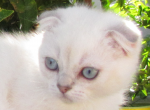 Gucci GIRL Scottish Fold With Blue Eyes - Scottish Fold Cat For Sale - Huntington Beach, CA, US