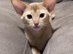 Fawn girl Lizie - Abyssinian Cat For Sale - Murrieta, CA, US