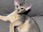 Blue boy Marcus - Abyssinian Cat For Sale - Murrieta, CA, US