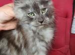 Black smoke girl - Maine Coon Cat For Sale - Jordanville, NY, US