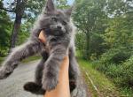 Indiga's - Maine Coon Cat For Sale - Jordanville, NY, US