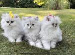 CFA Silver shaded persians - Persian Cat For Sale - St. Joseph, MI, US