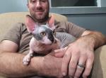 TICA bi color male - Sphynx Cat For Sale - Rockford, IL, US