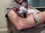TICA Seal Point Male - Sphynx Cat For Sale - Rockford, IL, US
