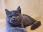 Margo BRI - British Shorthair Cat For Sale - Brooklyn, NY, US