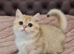 Marusya BRI - British Shorthair Cat For Sale - Brooklyn, NY, US