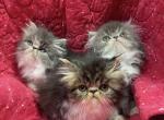 CFA registered Persian kittens - Persian Cat For Sale - Fleetwood, PA, US